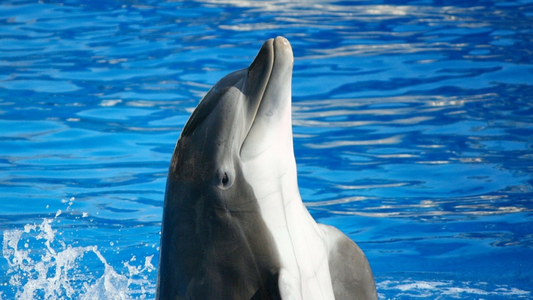 bottlenose dolphin, marine mammal, fish