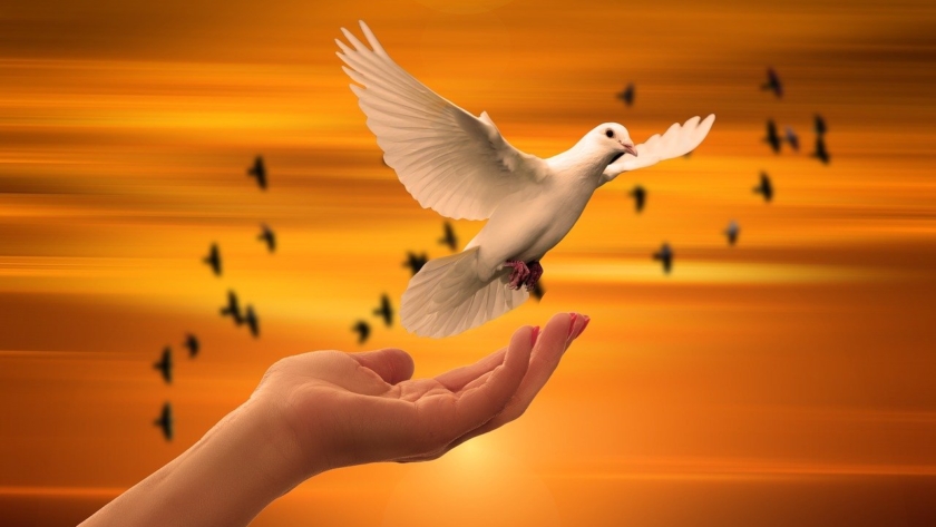 dove, hand, trust