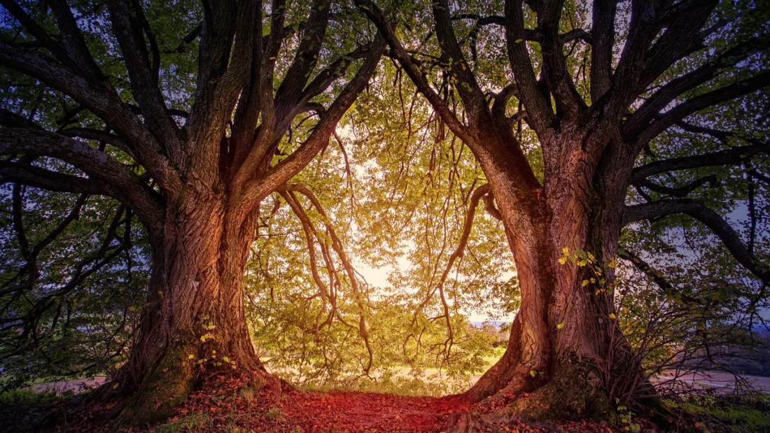 tree, nature, hill