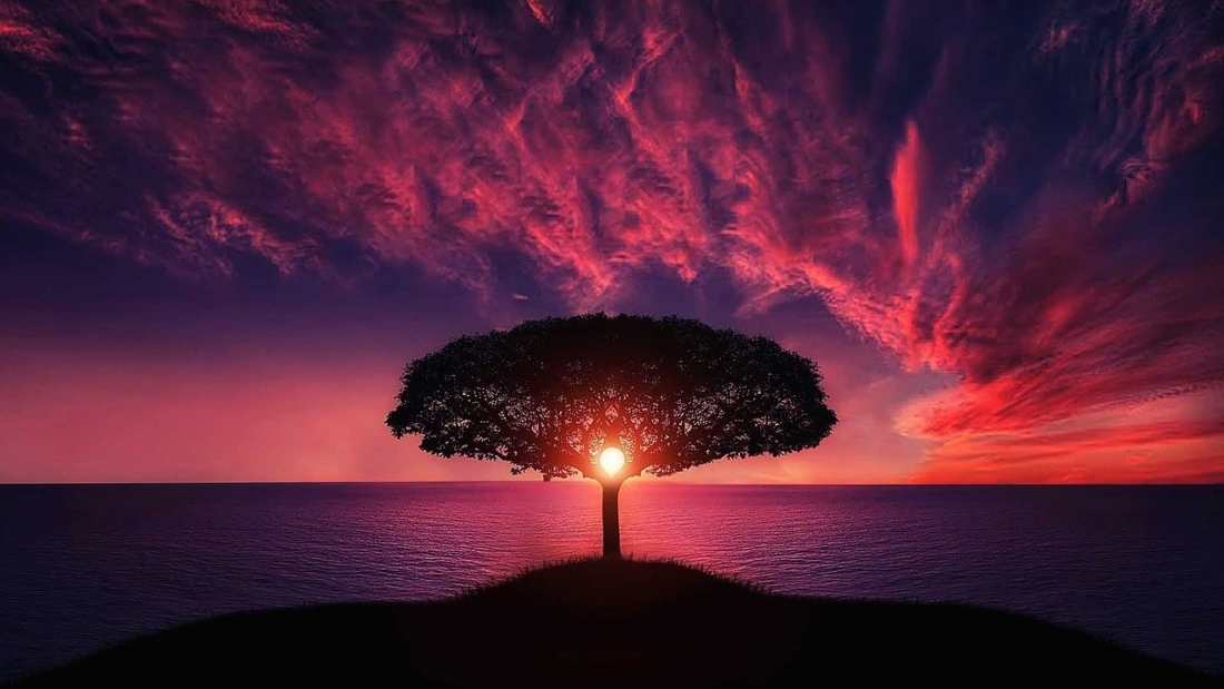 tree, sunset, amazing