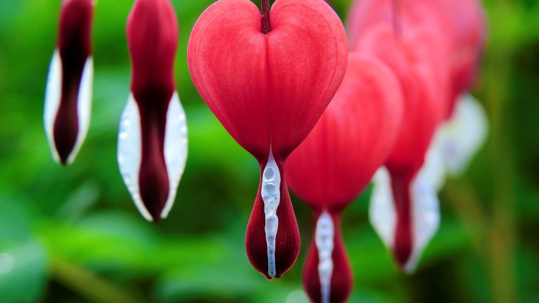 bleeding heart, flowers, plant