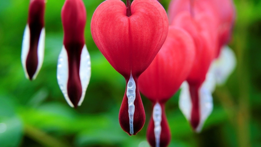 bleeding heart, flowers, plant