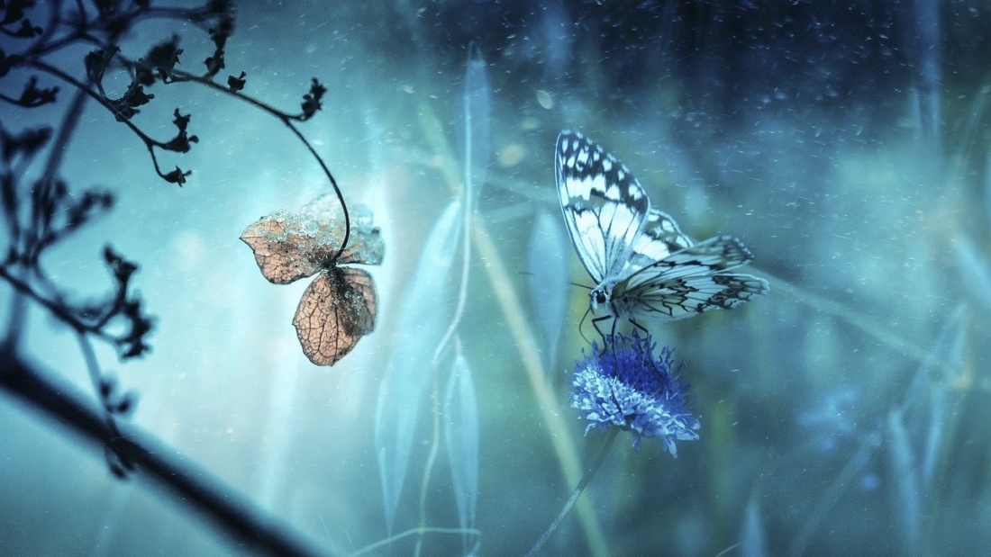 butterfly, flower, fantasy