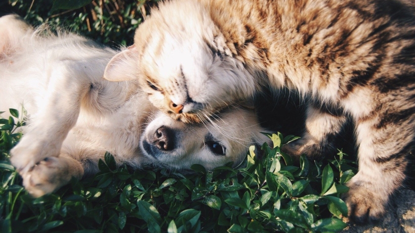 friends, cat and dog, cats and dogs