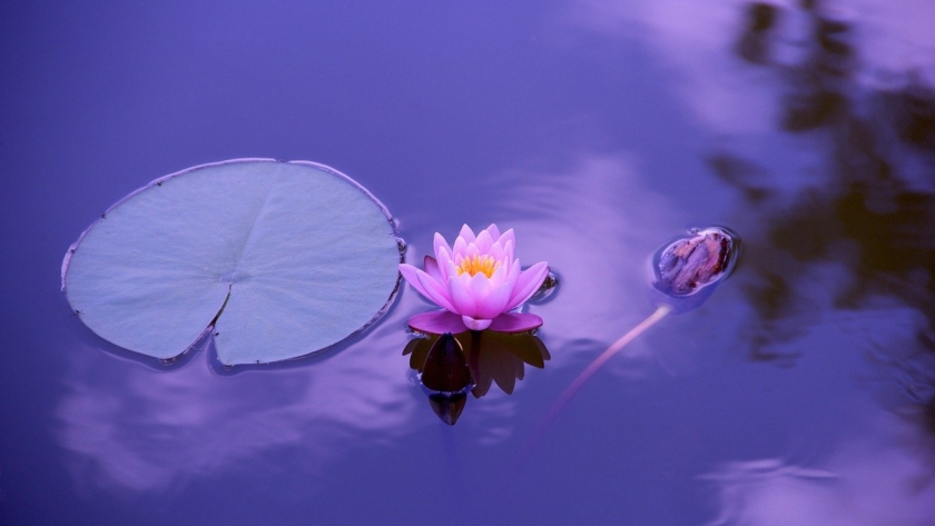 lotus, flower, lily pad