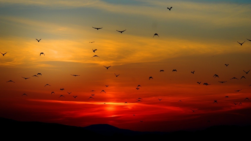 mountains, birds, silhouette