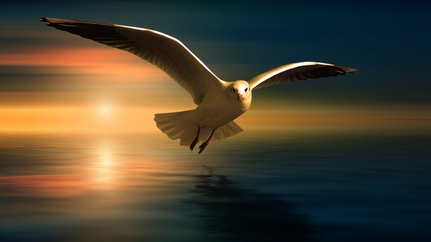 gull, bird, flying-3727467.jpg