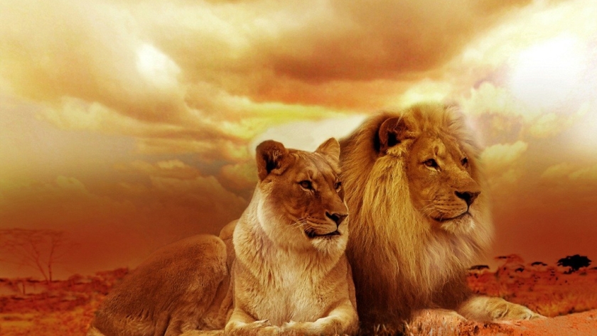 lions, couple, safari-577104.jpg